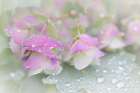 USA, Washington State, Seabeck. Ornamental oregano petals with raindrops. Art Print